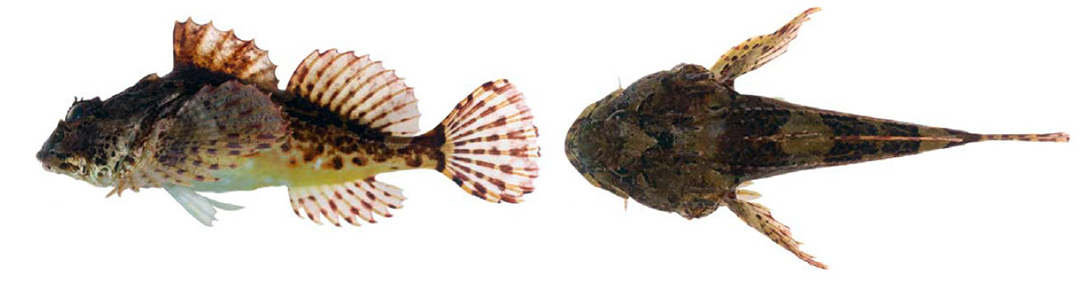 Taurulus bubalis_08.jpg